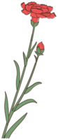 flor de clavel png