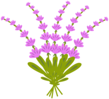 fleur de lavande