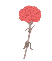 Nelkenblume png