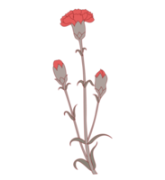 Carnation flower png