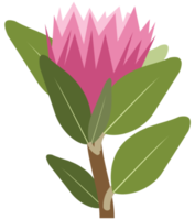 flor de protea png