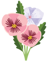 Pansy flower png