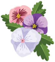 Pansy flower png