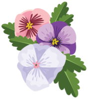 fleur de pensée png