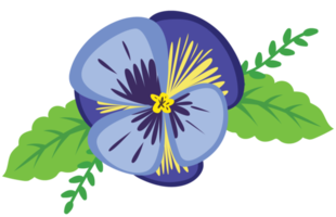 Colorful pansy flower png