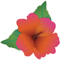 fleur polynésienne png