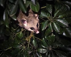 brush-tail possum