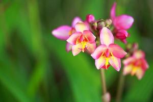 hermosa orquídea tropical foto