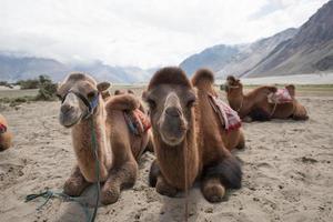 camellos en el desierto