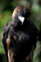 Wedge Tailed Eagle photo