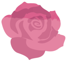 Rosa png