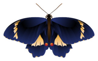 borboleta png