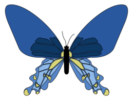 Schmetterling png