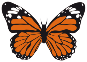 mariposa png