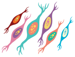 Neuron png