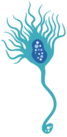 neurone png