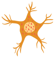 neurona png