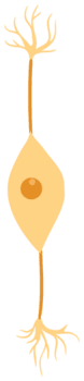 Neuron png