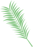 folha de palmeira png