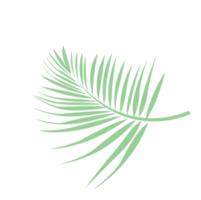 blad palm png