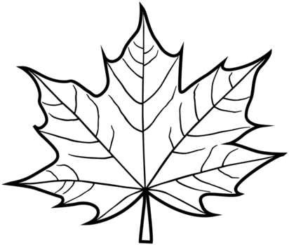 folha de Carvalho png