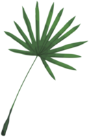 Palm png