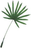 palm png