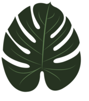 Palm png