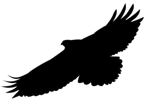 Águila volando png