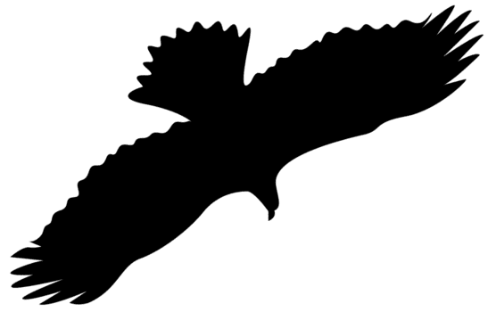 Águila volando png