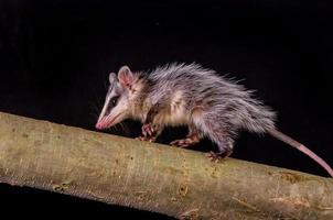 andean white eared opossum on a branch zarigueya