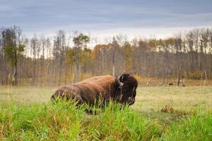 Plains Bison photo