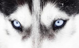 Foto de perro husky ojos azules