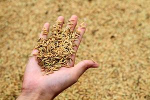 Rice grain in hands