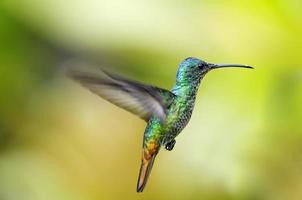 colibrí de zafiro de cola dorada