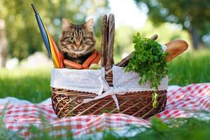 Gato gracioso en un picnic. hermoso día de verano
