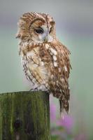 Tawny owl sitting on a post