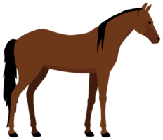 cavalo png