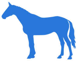 Pferd png