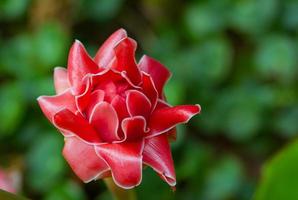 flor roja antorcha jengibre