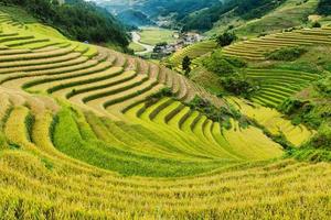 campos de arroz en terrazas de mu cang chai, yenbai, vietnam