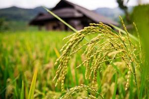 arrozales de arroz en terrazas, vietnam