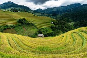 Campos de terrazas doradas en el norte de Vietnam