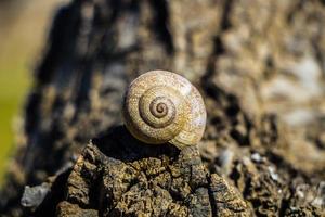 Single snail shell photo