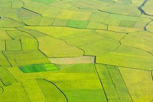 campo de arroz en bac son, vietnam foto