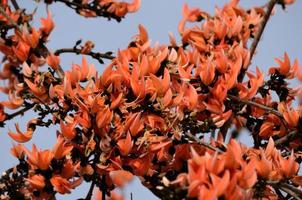 flor de butea monosperma
