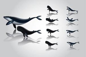 Blue whales with reflections set vector