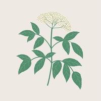 Elderflower tree illustration vector