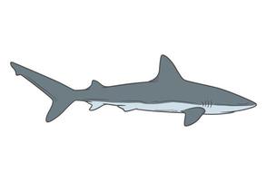 Illustration drawing style of shark vector