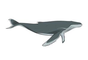 ballena jorobada aislada en blanco vector